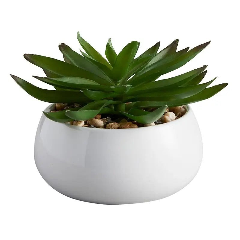 Crassula Succulent White Pot